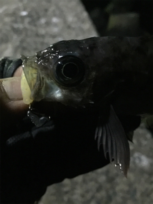 ナイトメバリング