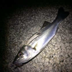 マリンピア沖洲のメバル