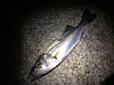 マリンピア沖洲のメバル