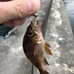 御所浦ライトゲームリベンジ