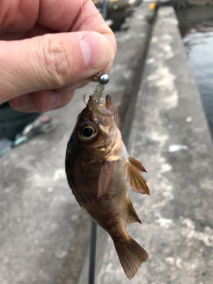 御所浦ライトゲームリベンジ