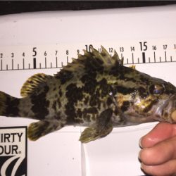 タケノコメバルっぽいけど、違う気がする!