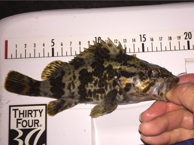 タケノコメバルっぽいけど、違う気がする!