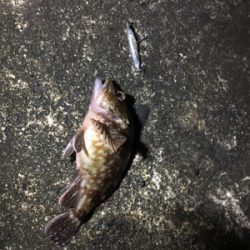 新プラブ入魂ライトゲーム