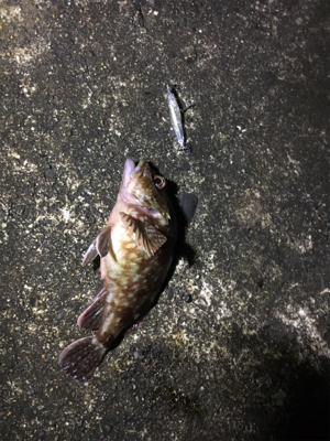 新プラブ入魂ライトゲーム