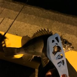 御所浦ライトゲームリベンジ②