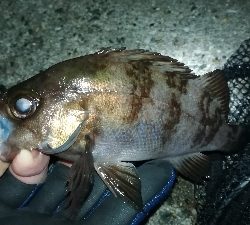 ナイトメバリング