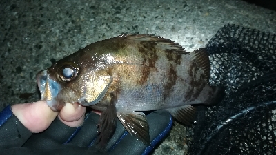 ナイトメバリング