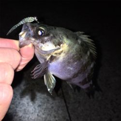 明石でメバル