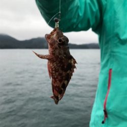 御所浦ライトゲームリベンジ③