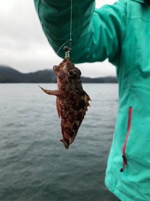 御所浦ライトゲームリベンジ③