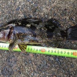 タケノコ1本‼️