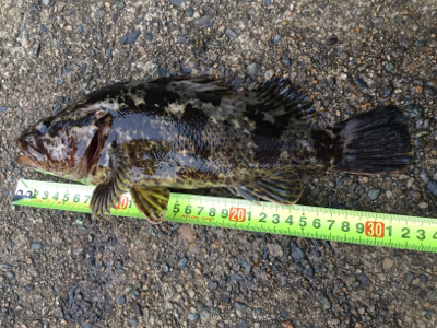 タケノコ1本‼️