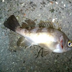 メバリングランガン