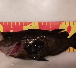 ナイトメバリング