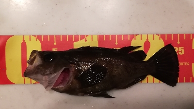 ナイトメバリング