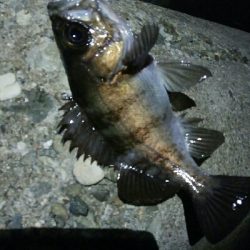 極寒メバルプラッキングゲーム