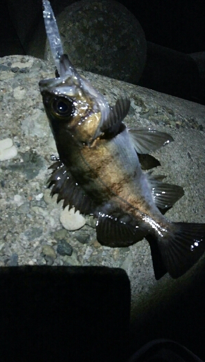 極寒メバルプラッキングゲーム