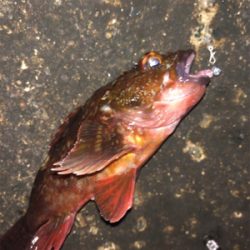 メバリング良好