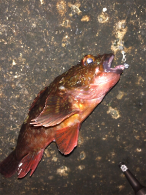 メバリング良好