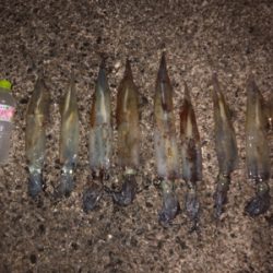 ヤリイカ二回戦