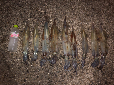 ヤリイカ二回戦