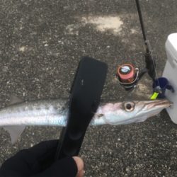 アジング‼️カマシング??