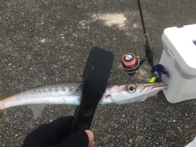 アジング‼️カ…