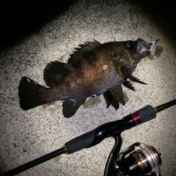 ガシラとメバル