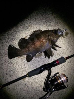 ガシラとメバル