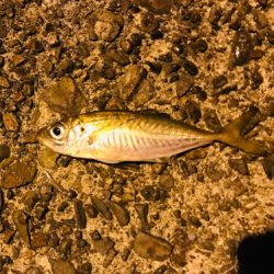 牛深ライトゲーム①