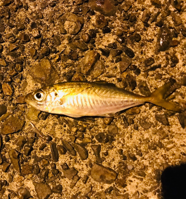 牛深ライトゲーム①