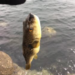 小雪が舞う中エビ撒き