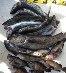 プライベートボートで仙台湾カレイ・スロージギング