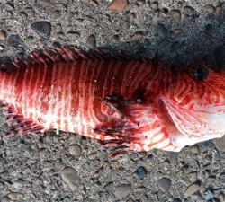 メーターオーバーヤガラ祭り