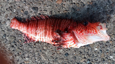 メーターオーバーヤガラ祭り