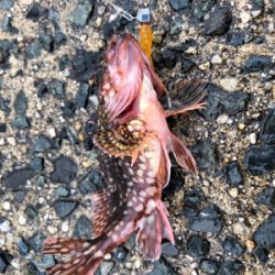 カサゴは裏切らない