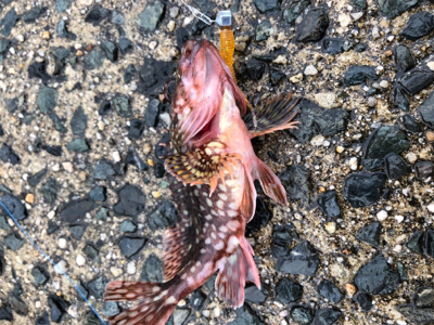 カサゴは裏切らない