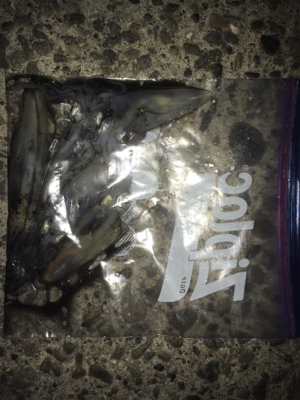 まだ居てる〜( ^ω^ )♪♪