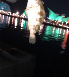 6時間耐久メバリング