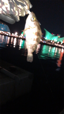 6時間耐久メバリング