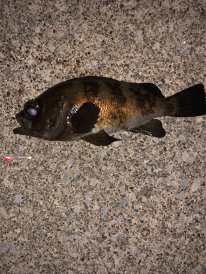 強風の中のメバリング