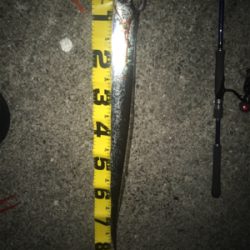 まだまだ釣れますよ!