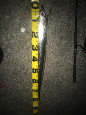 まだまだ釣れますよ!