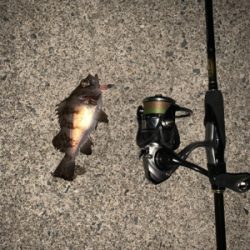 バレンタイン釣行