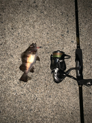 バレンタイン釣行