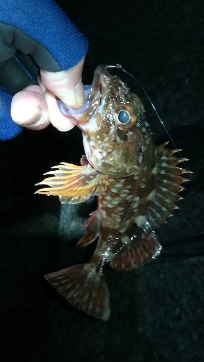 ナイトメバリング