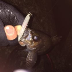 プラッキング絶好調です