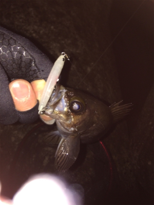 プラッキング絶好調です