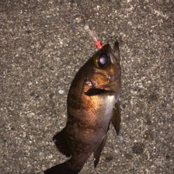 寒空の下メバリング